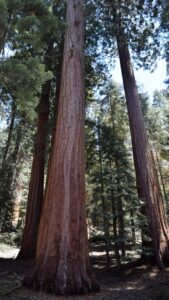 Grove of Sequoias