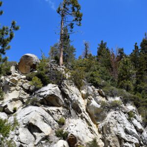 Tree Growing in the Rocks