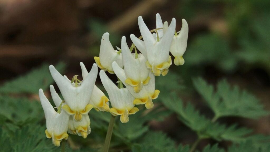 Dutchman’s breeches blooming in Cuyahoga Valley National Park