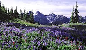 Beautiful purple flowers bask in the meadows under a backdrop of Mount Rainier.